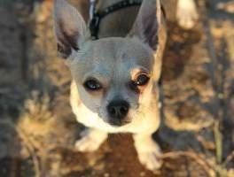 Chihuahua sick with vomiting